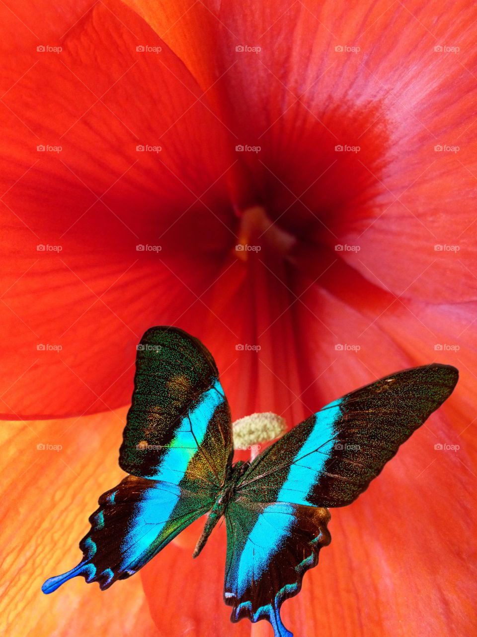 A colourful butterfly at the red flower