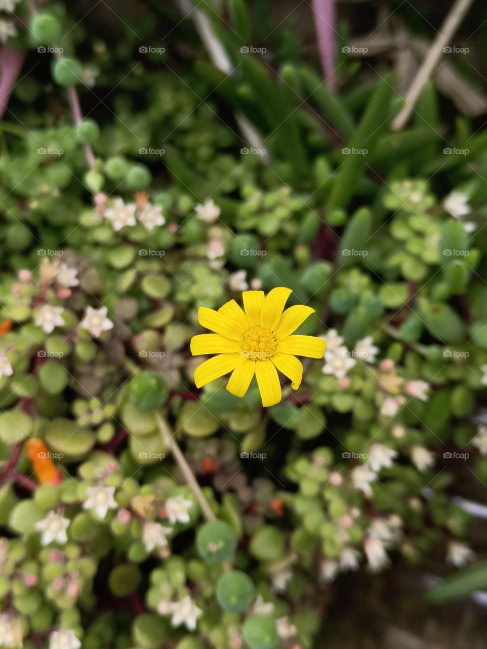 Othonna capensis & Crassula expansa subs. fragilis