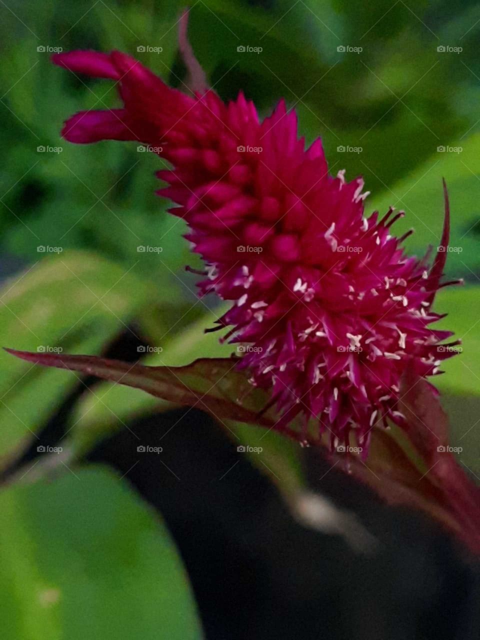 Red in the glory morning