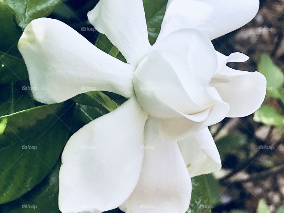 White gardenia flower bloom
