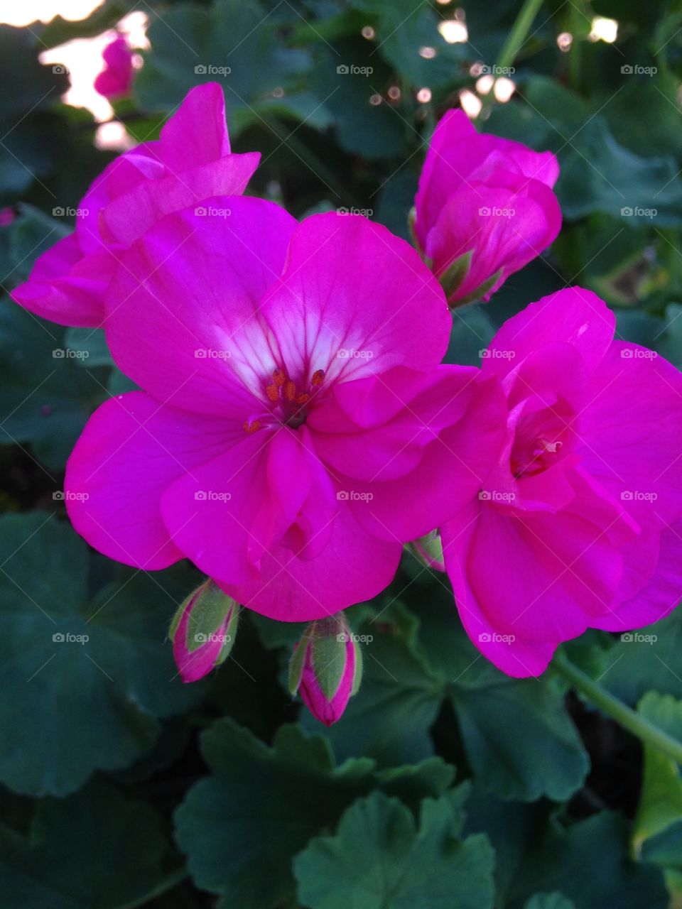 Pink geraniums 