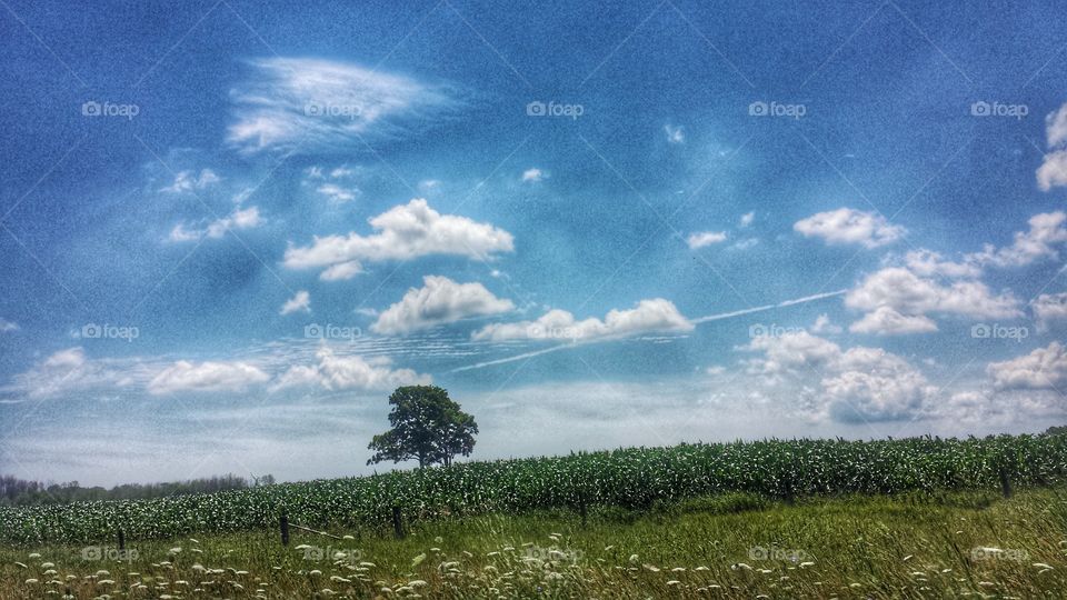 Lone Tree in Farmer's Field