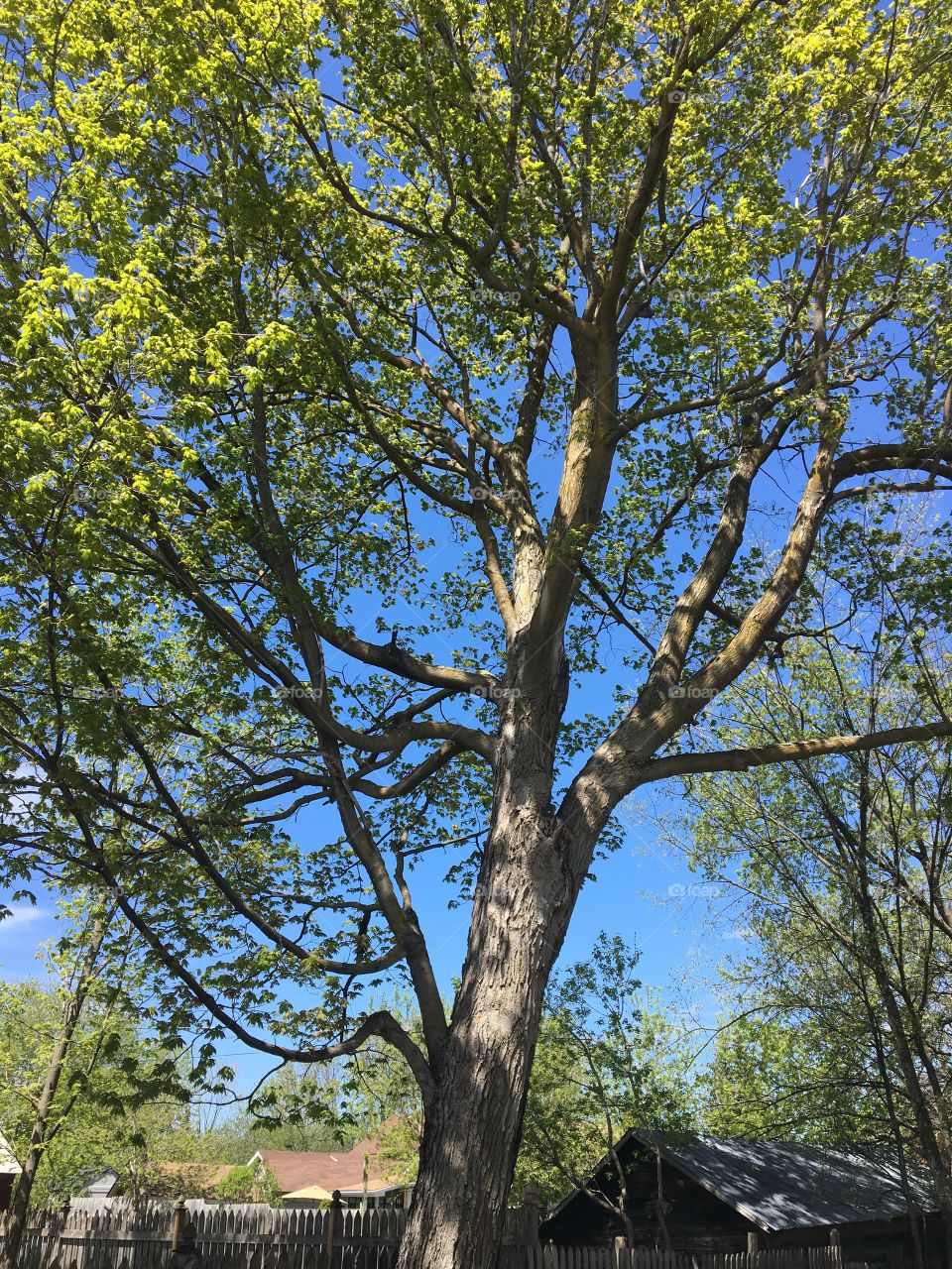 Spring trees clothed in new green leaves 