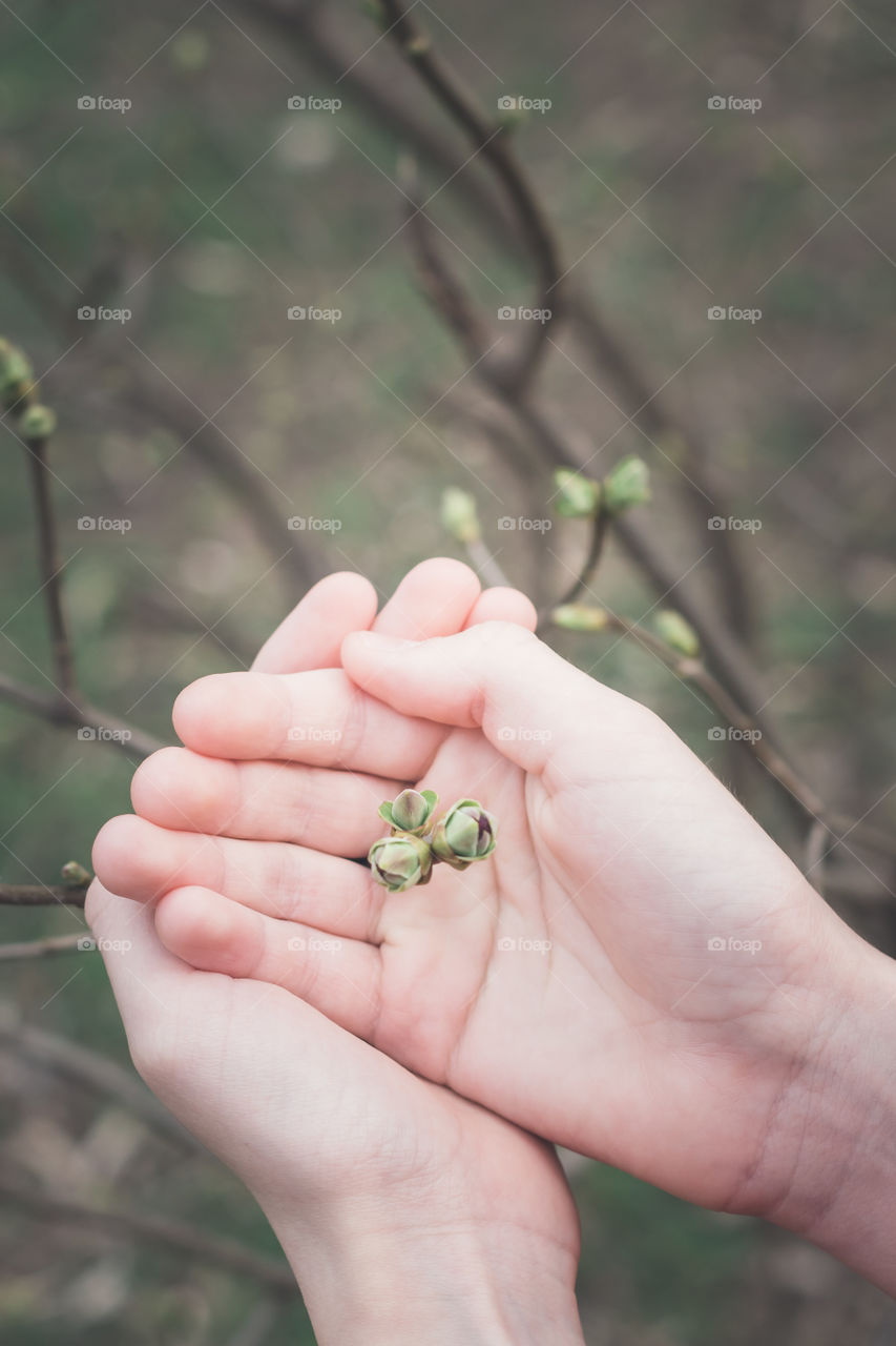 Blooming buds on twigs among the palms.