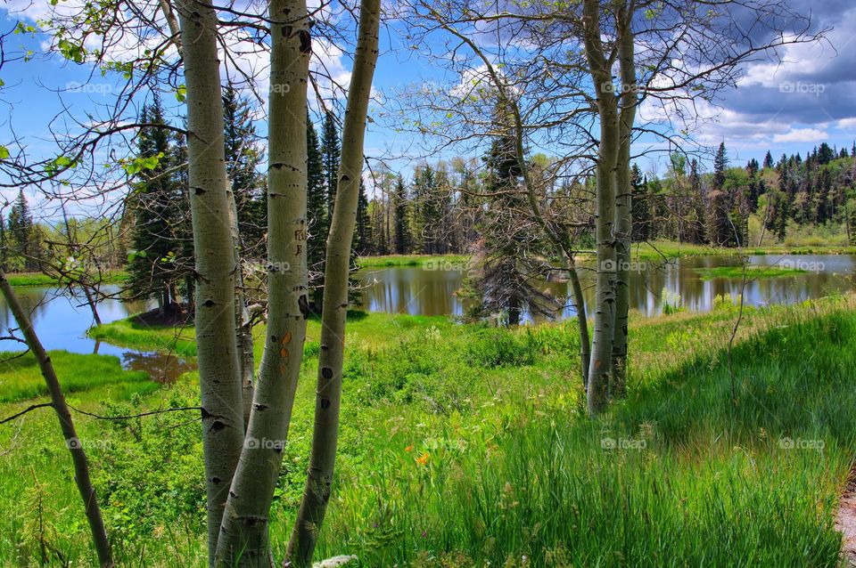 Aspens and Lake. Aspen trees at Canjilon Middle Lake in New Mexico near Lake Abiquiu.
