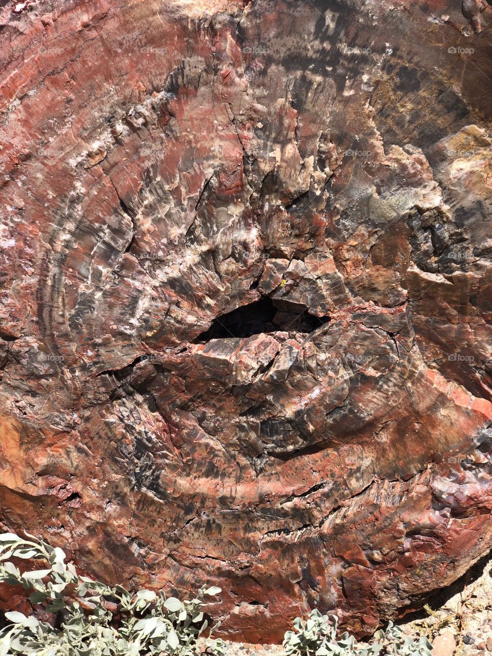 Petrified Tree Close Up