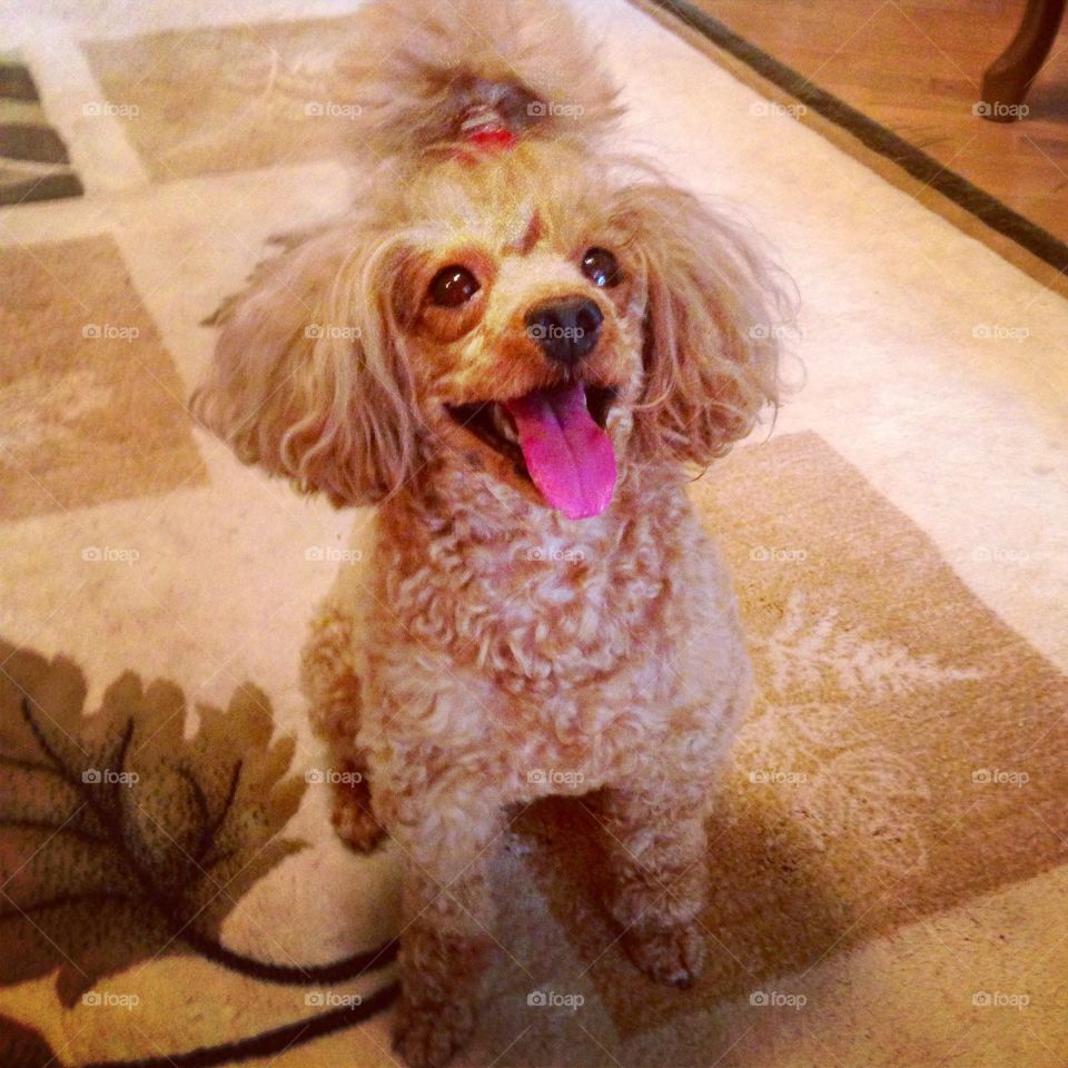 Smily puppy. Smiling little poodle 