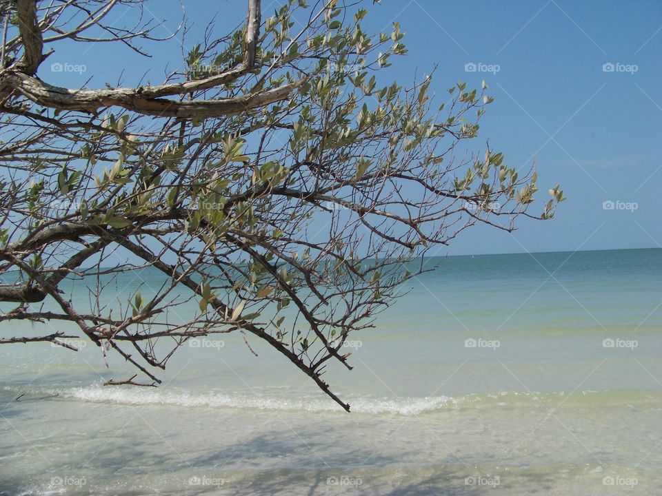 Trees over beach