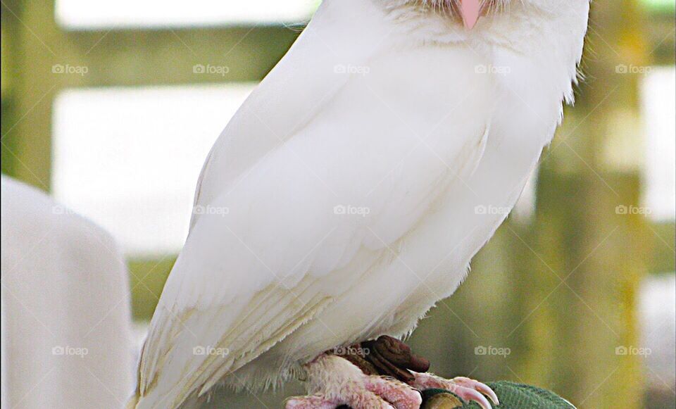 Ambassador Luna- White Eastern Screech Owl.