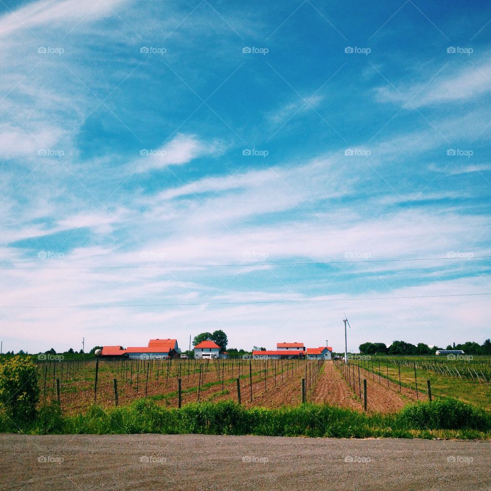 Ice wine yard. iPhone photo of an ice wine vineyard in the summer