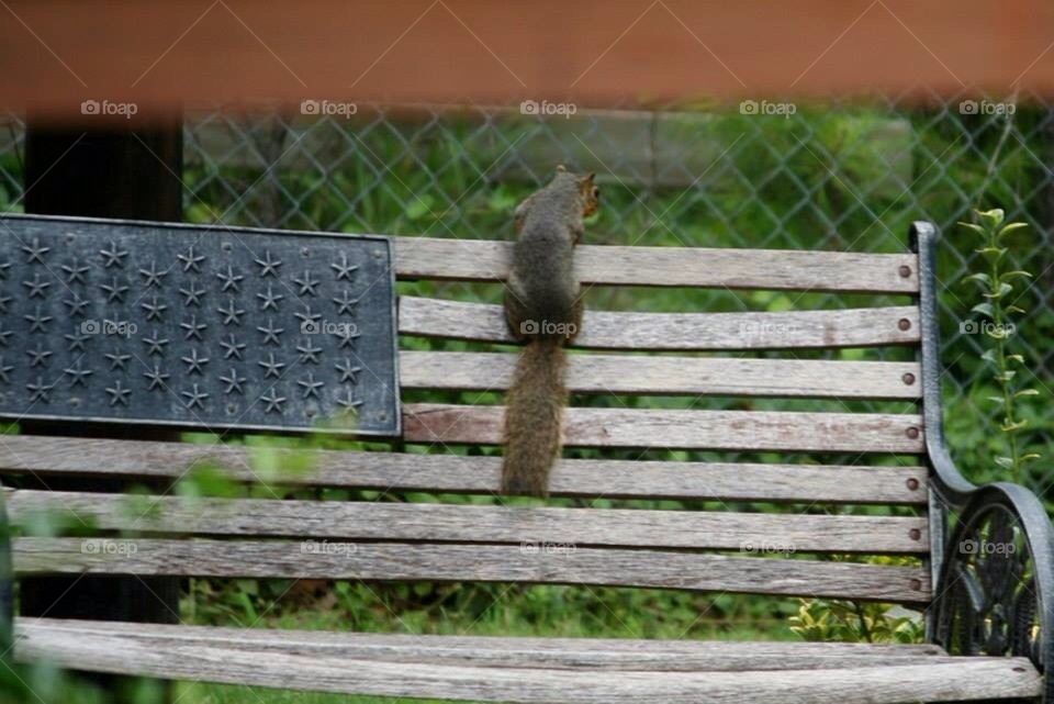 Squirrel