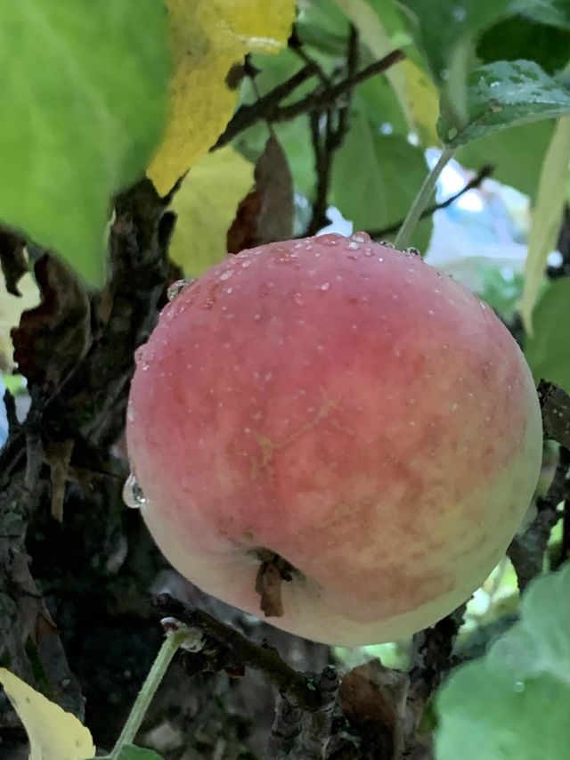 ripe apple