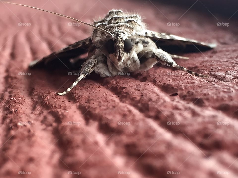 Close-up of moth