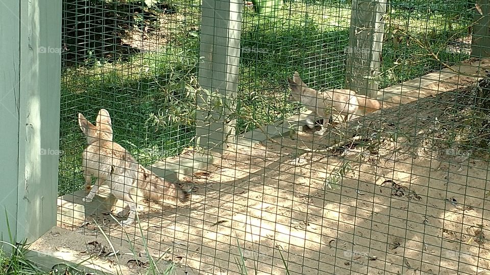 two Fennec Foxes at York Wild Kingdom in Maine
