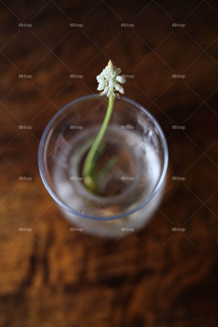 Flower on the table