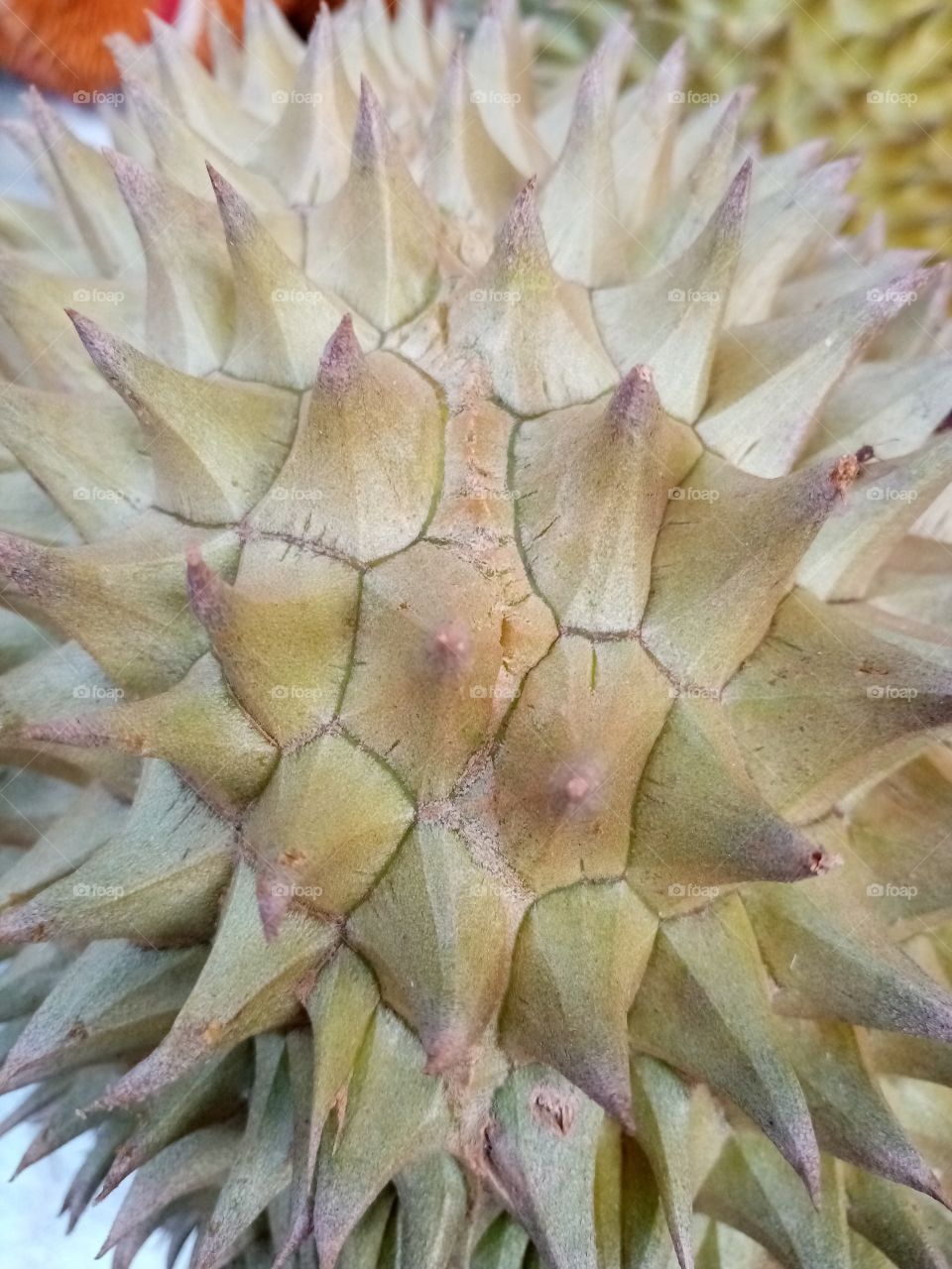 durian