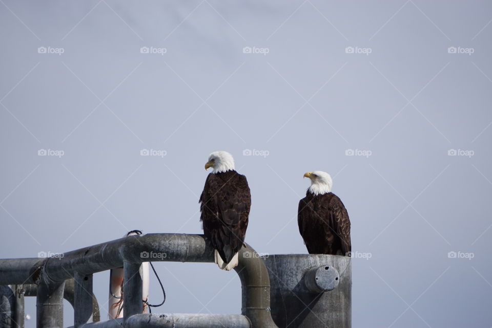 Americas bird. Bald eagle Seward, Alaska