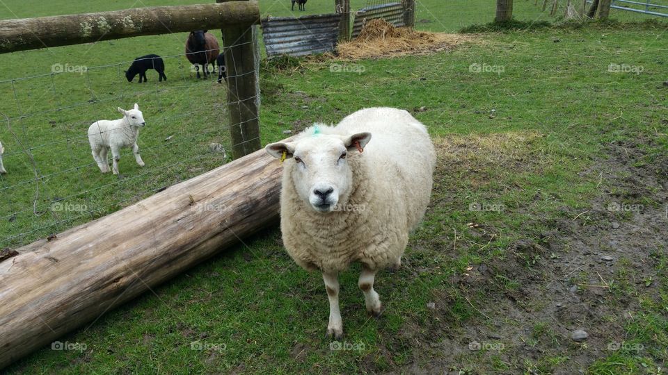 Sheep and lamb on a farm, Wales