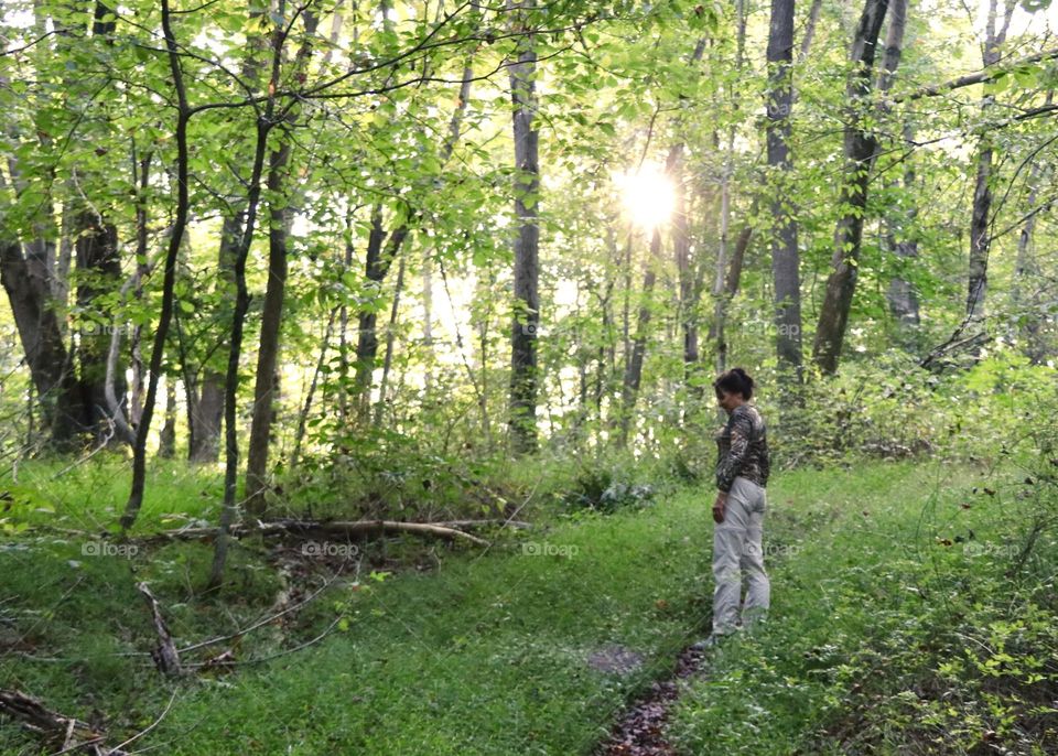 Magical morning in the forest