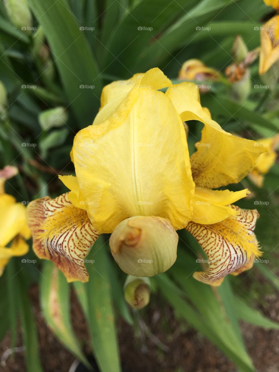 Yellow iris 