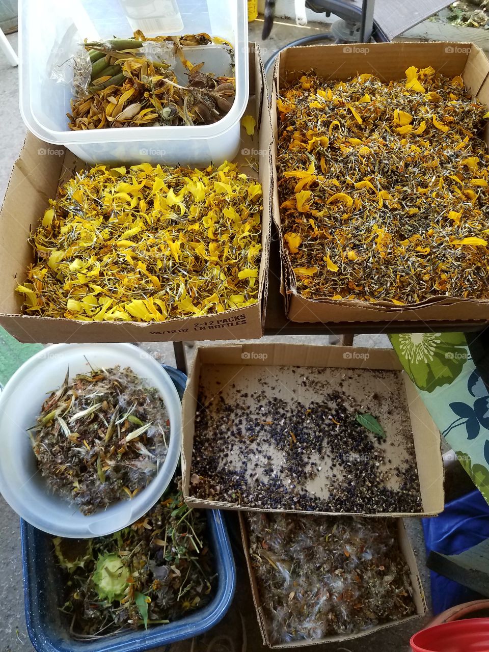 Collecting my flower seeds to dry for next year's planting.