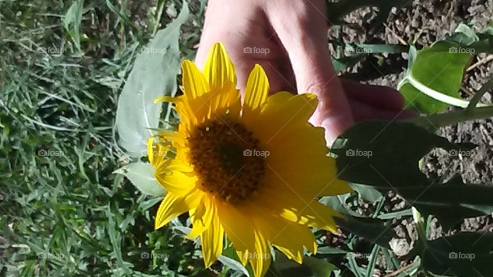 Flora, Nature, Flower, Summer, Leaf