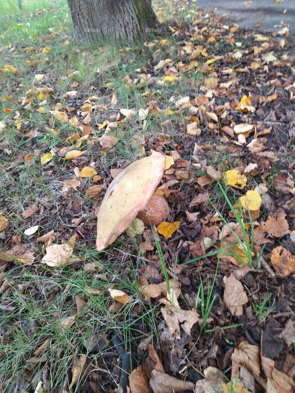 гриб летний