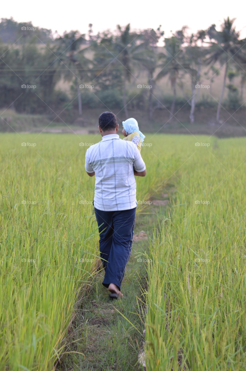 Walking through the rice field.
