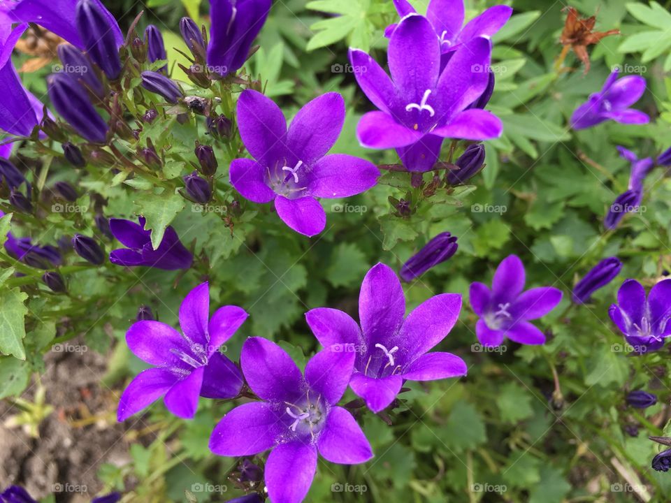 Purple flowers