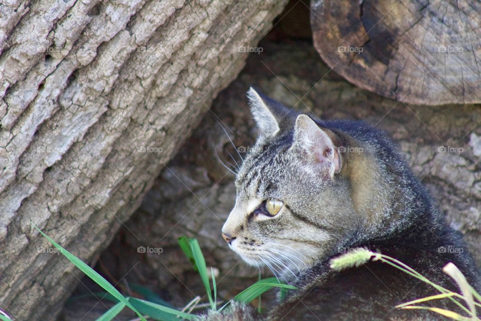 A grey tabby, waiting with hope, by a woodpile for prey he thinks he’s detected