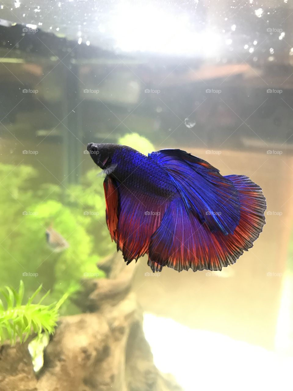 Betta
