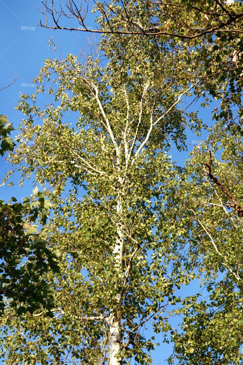 Birch trees looking up on clear blue sky day