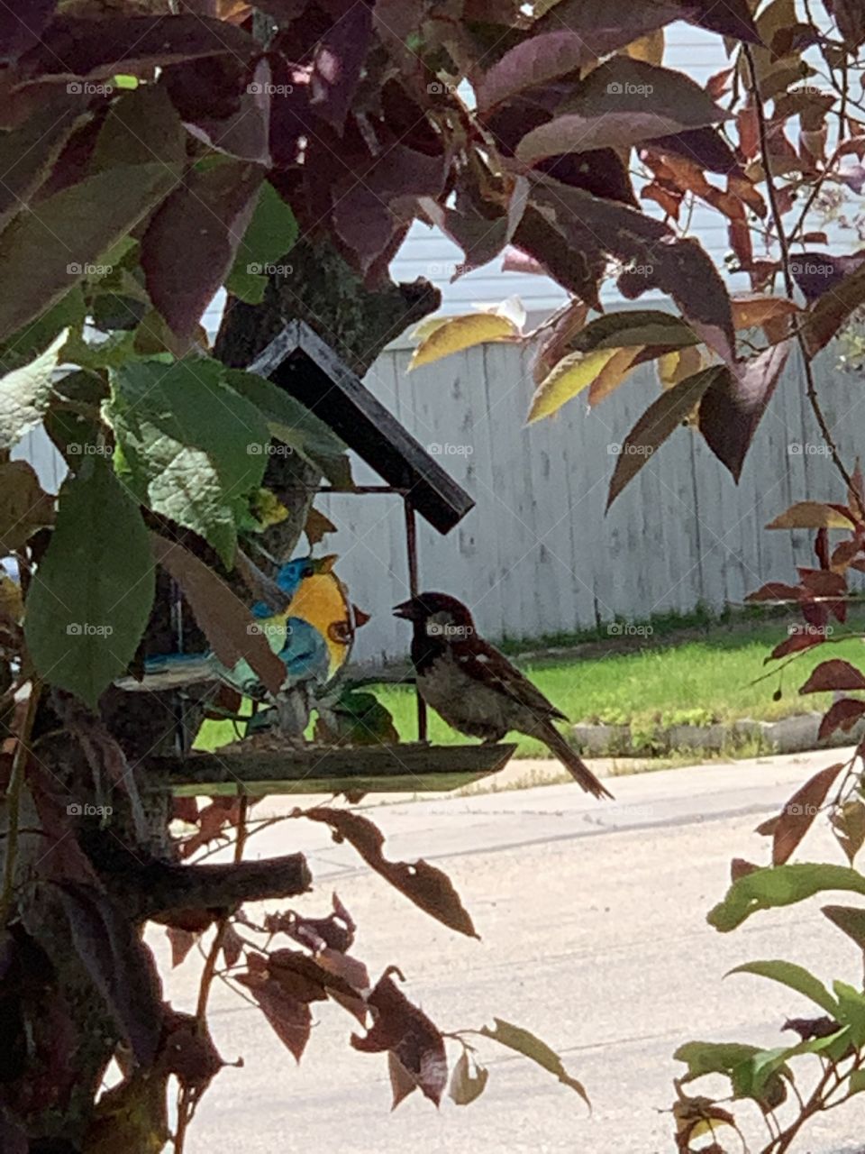 Eating at the bird feeder 