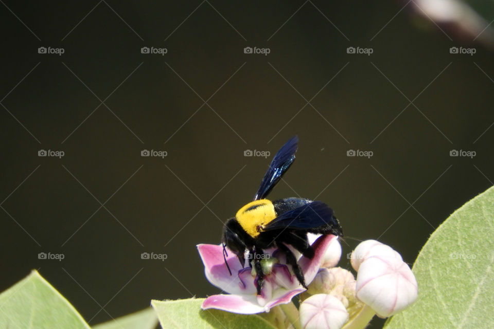 Carpenter Bee #Sayajigunj #Vadodara