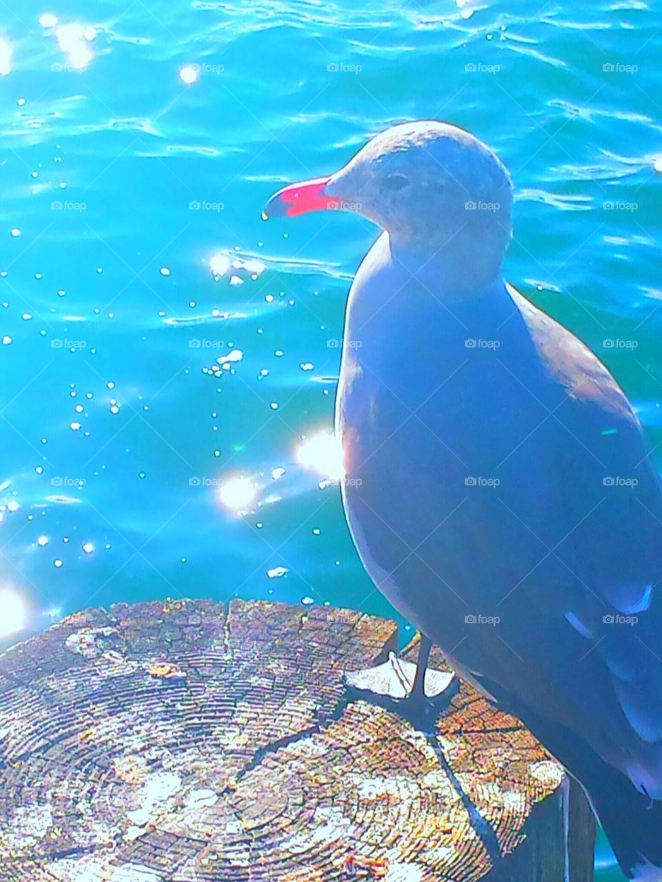 "Seagull Enjoying  The View"