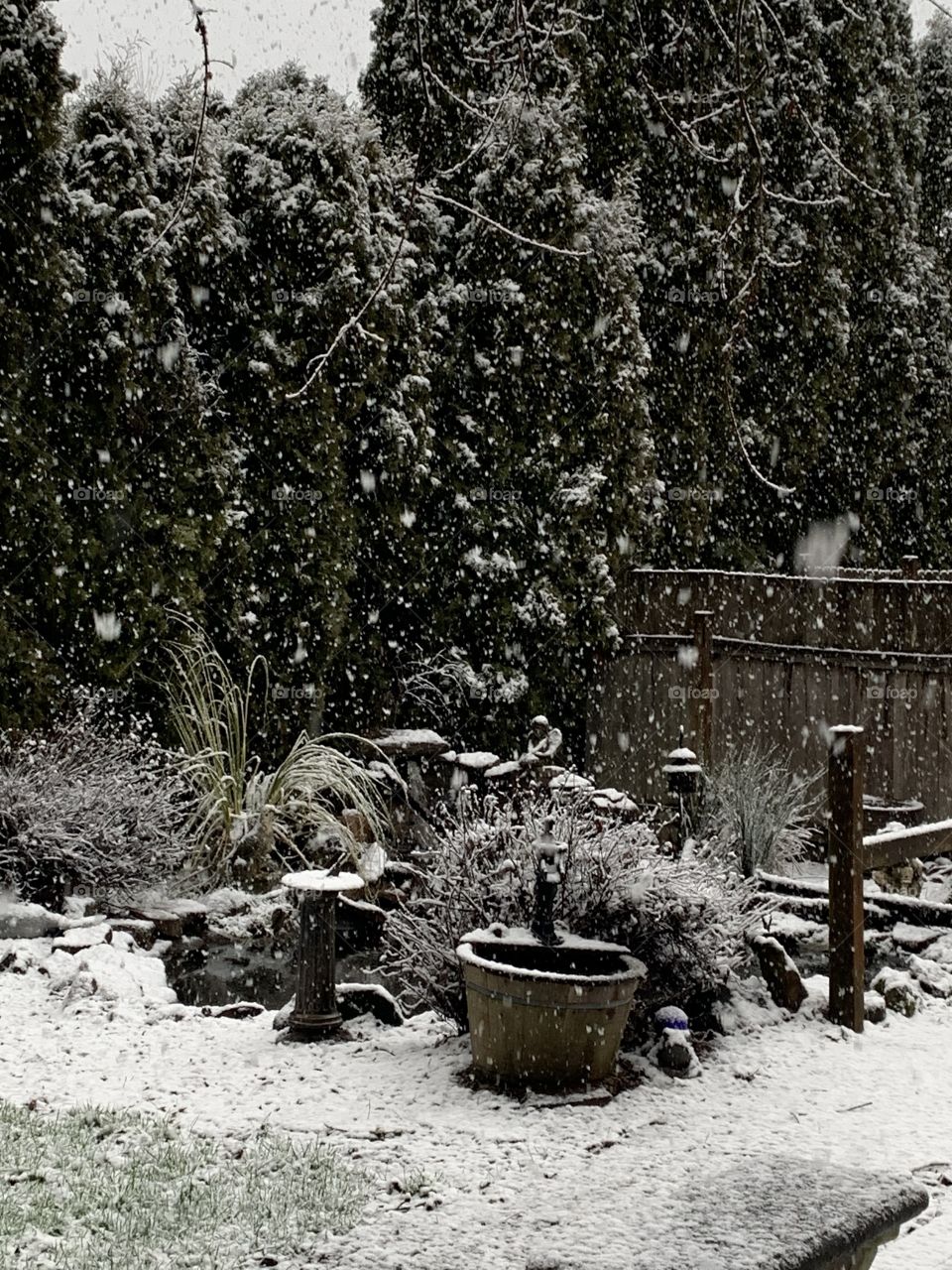 Winter in the back yard