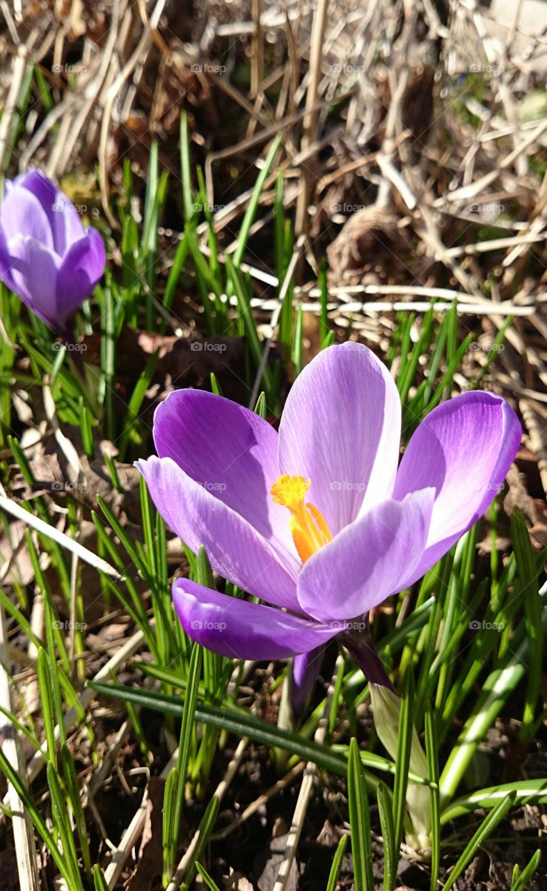 Crocus 