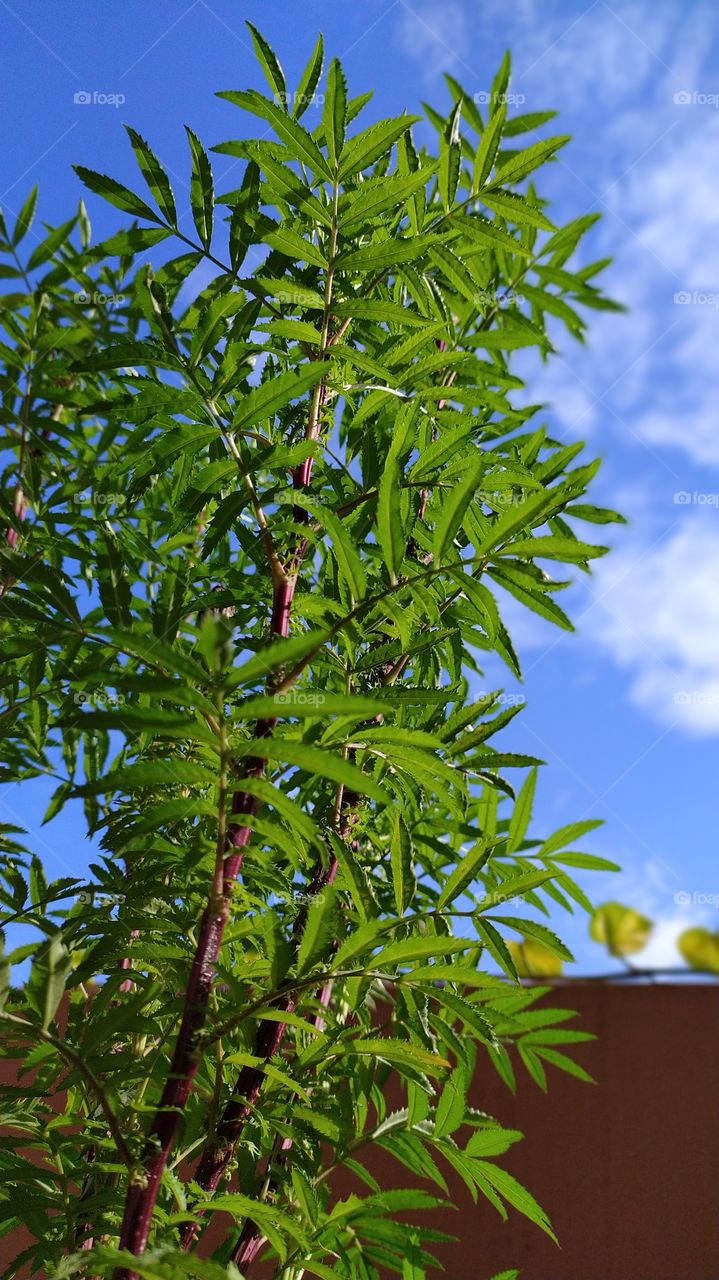 The green and the blue