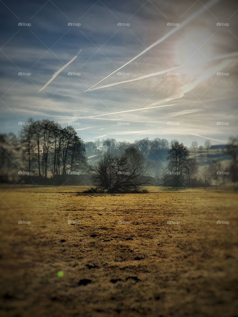 cloudy wintersky and trees