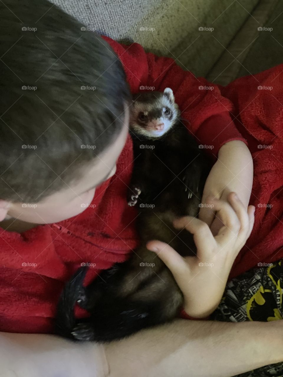 Cuddle Buddies; Boy and His Ferret