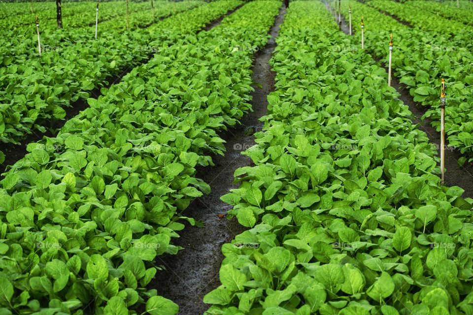 Vegetable Agriculture