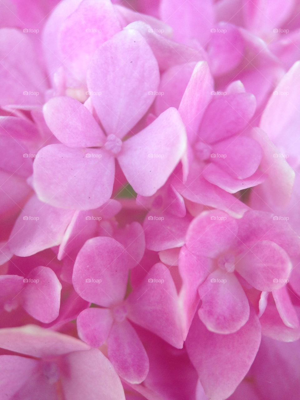 Up close and beautiful. Close up of pink hydrangea 