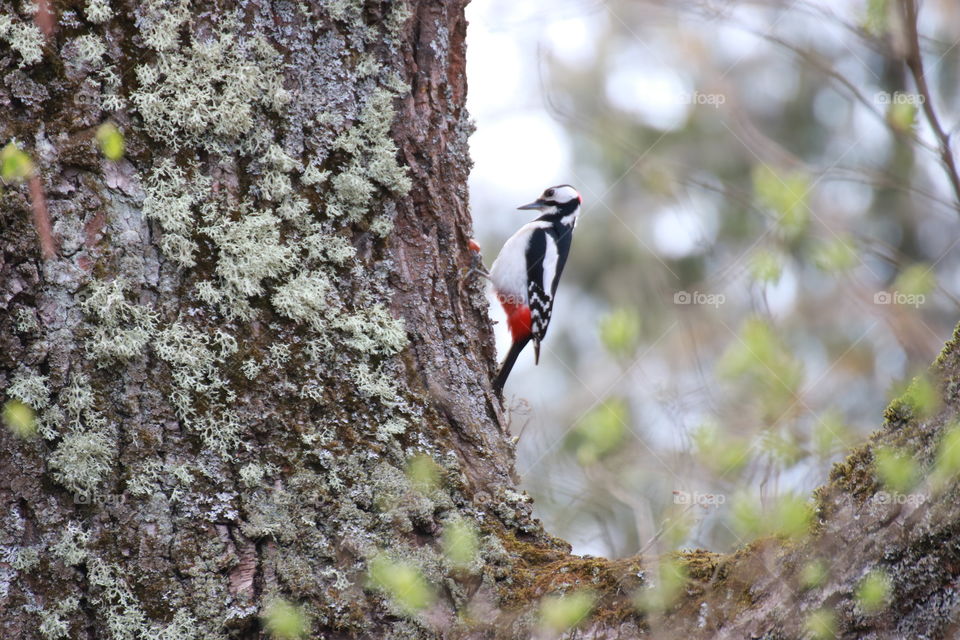 A beautiful bright woodpecker with red feathers chooses a bigger nut