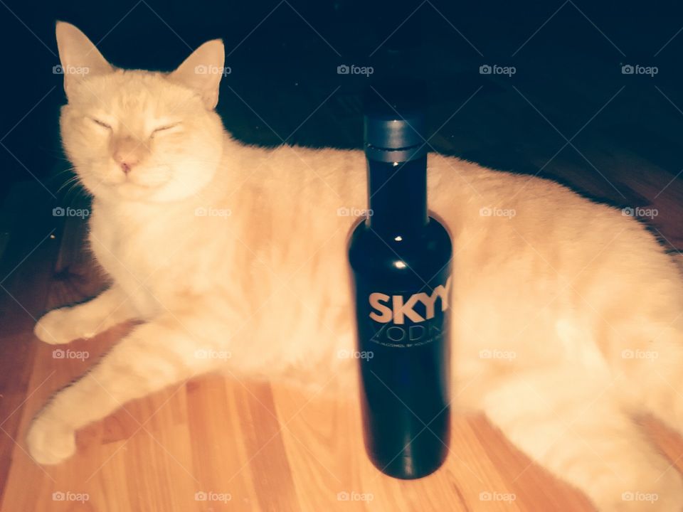 Rum and vodka.. My cat Rum, laying beside a vodka bottle.