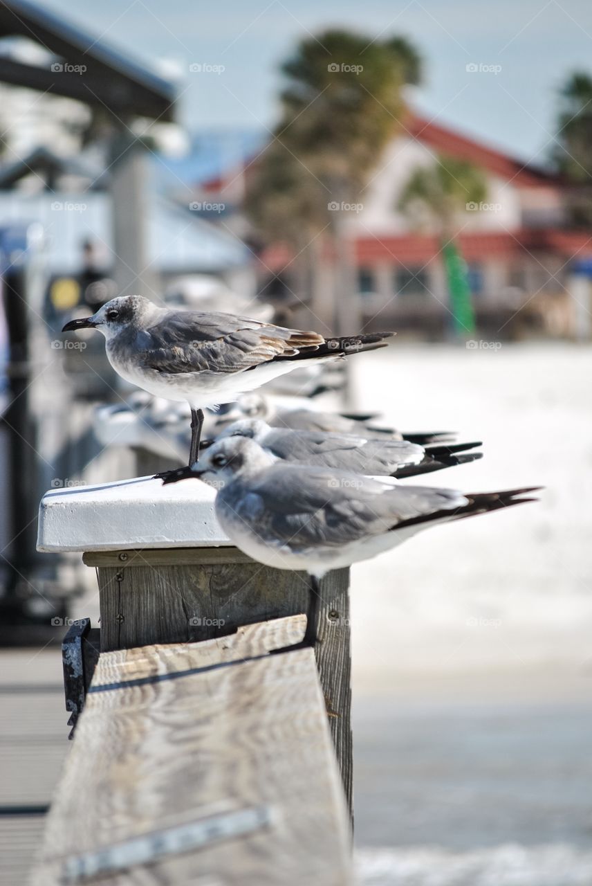 Sea gulls lined up on the pier