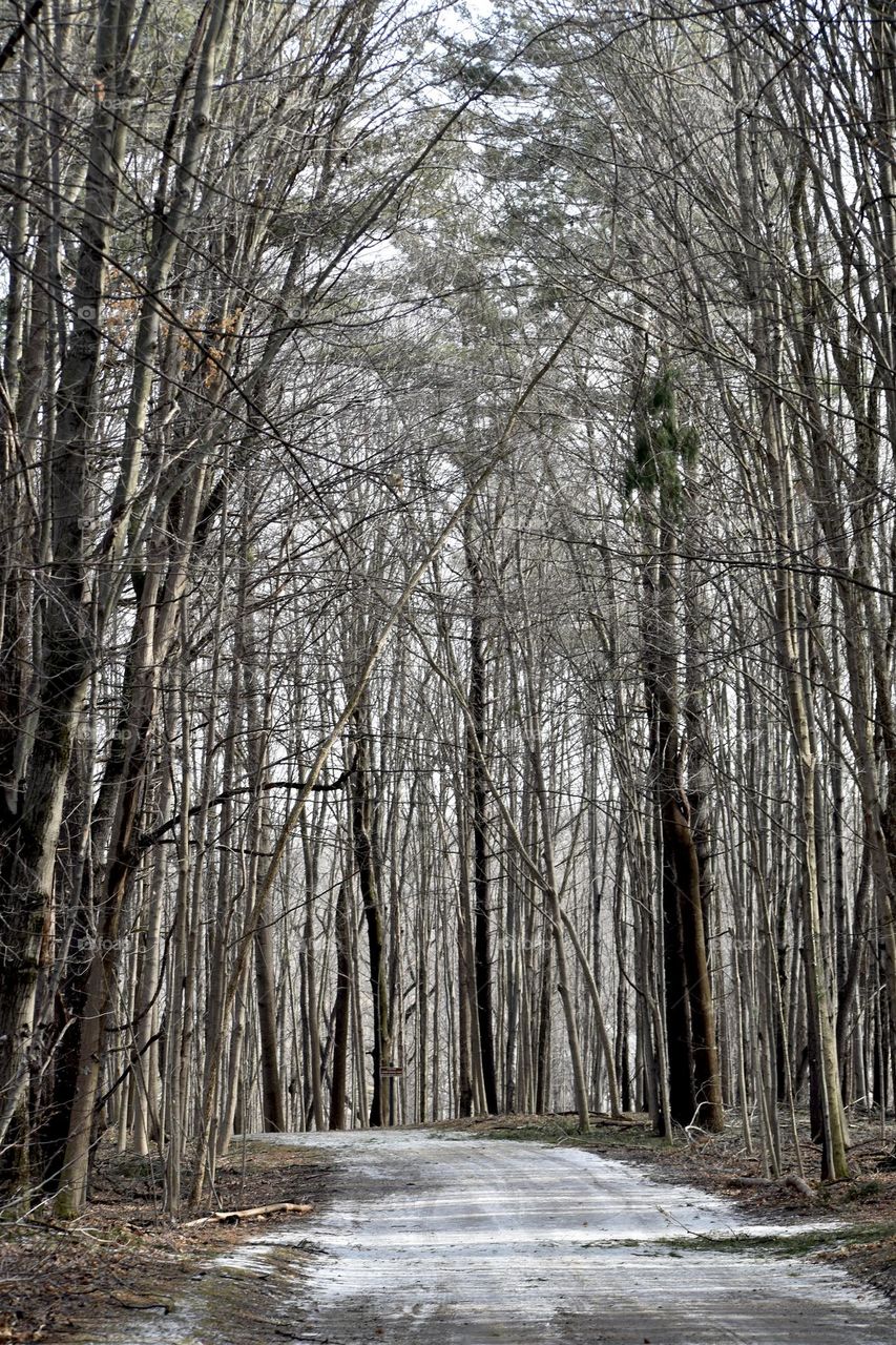A path winds through the forest