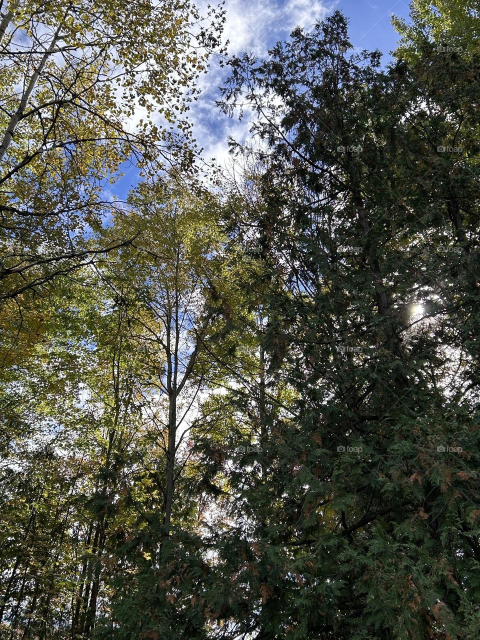 Sun amongst the trees and angels