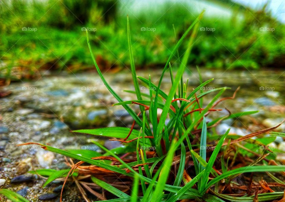 colour of stone and growth grass