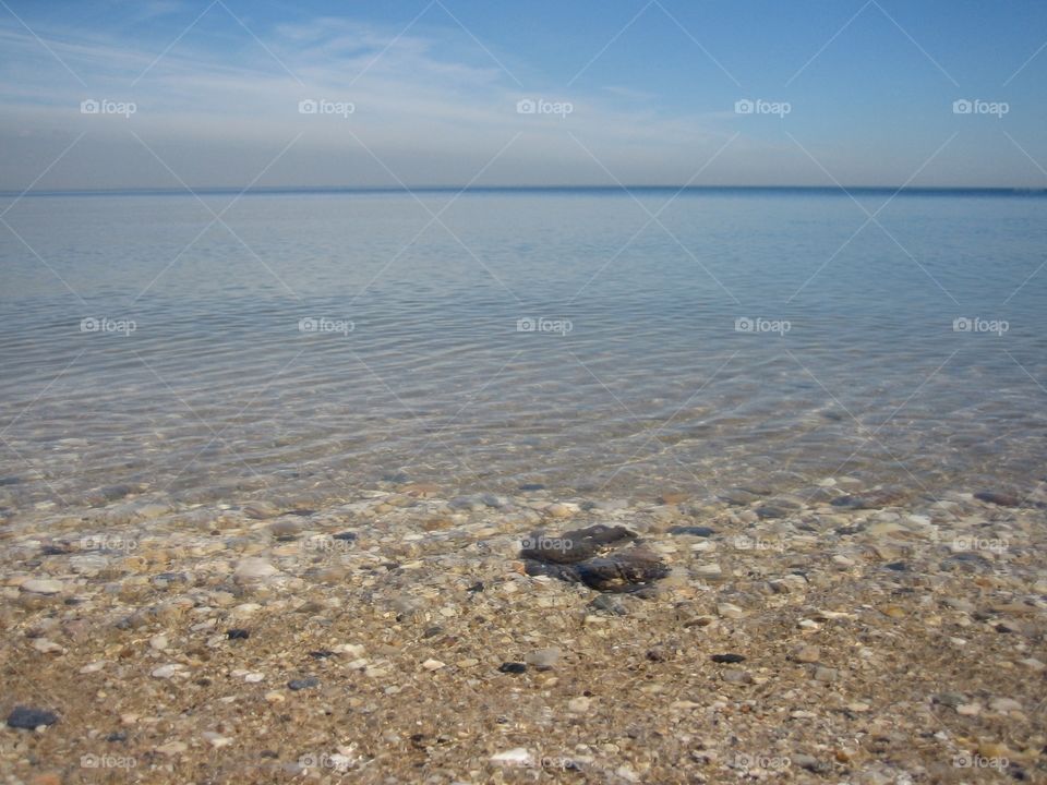 horseshoe crabs. horseshoe crabs in the water of the Long Island sound