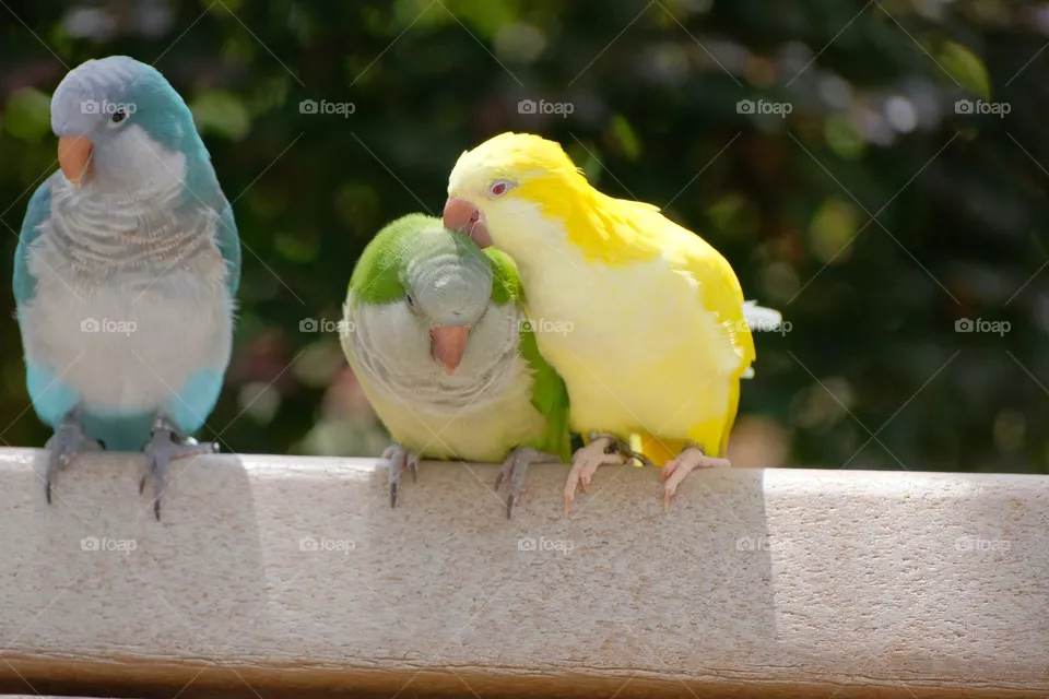 love bird